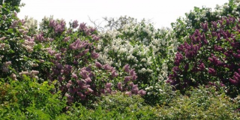 Kako se zauvijek riješiti jorgovana na mjestu: načini uklanjanja korijena i izdanaka